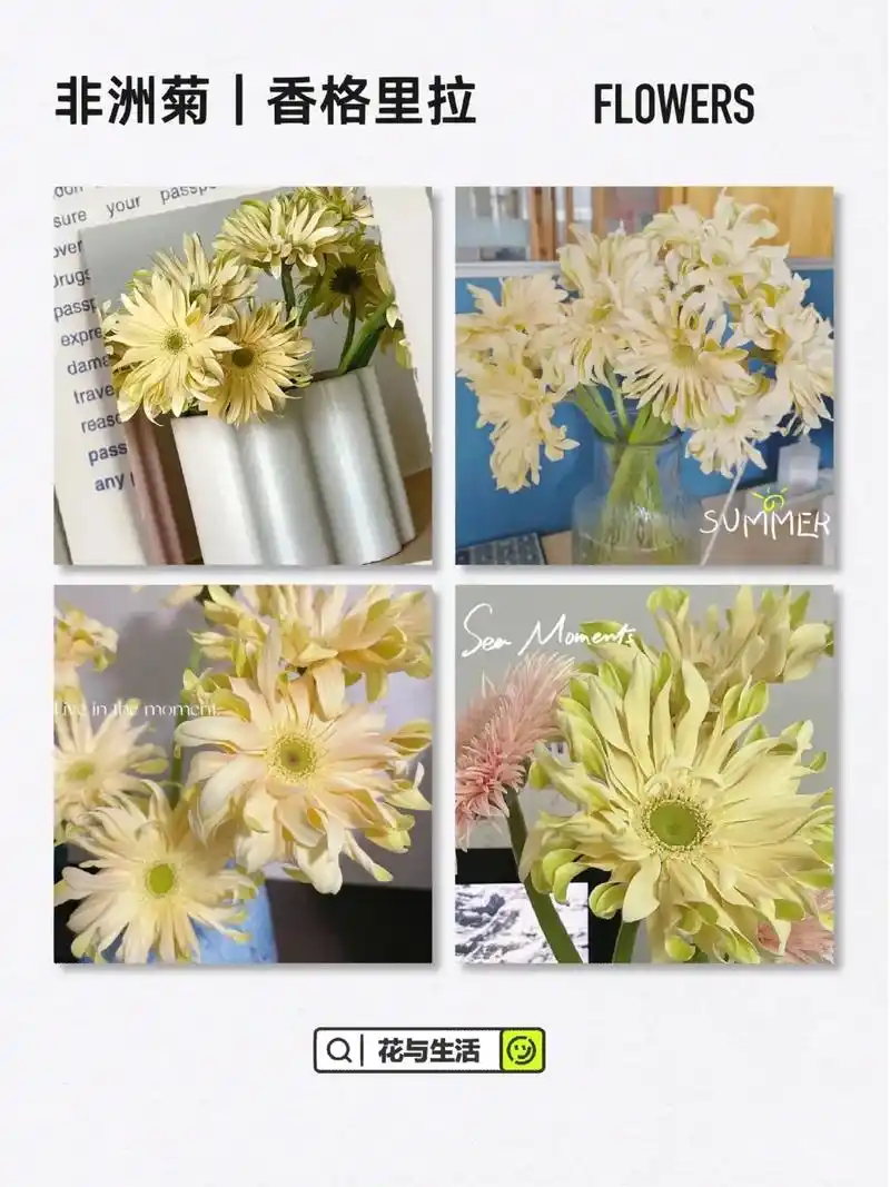 非洲菊|香格里拉.花语是神秘,互敬互爱,有毅力,不畏艰难#香 - 抖音