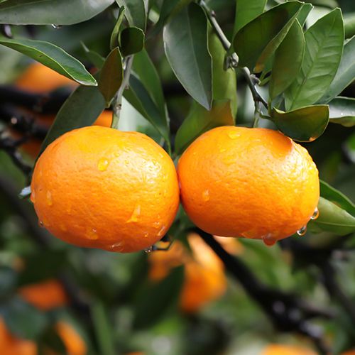 黄岩蜜桔本地新鲜产地当季水果现摘桔子礼盒桔子