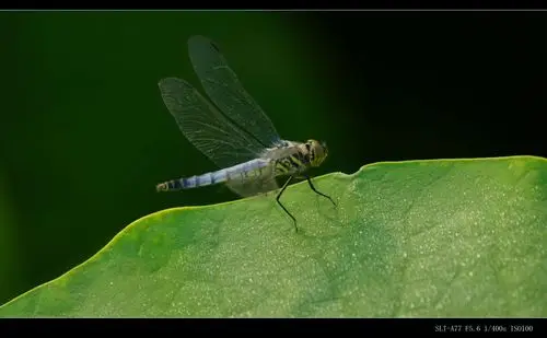 逆光下,蜻蜓晶莹剔透的翅膀,衬托着绿色的荷叶,充满了生机