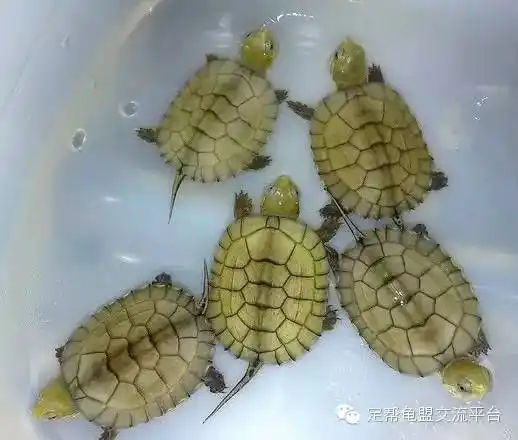 如何分辨南石龟和北石龟多图