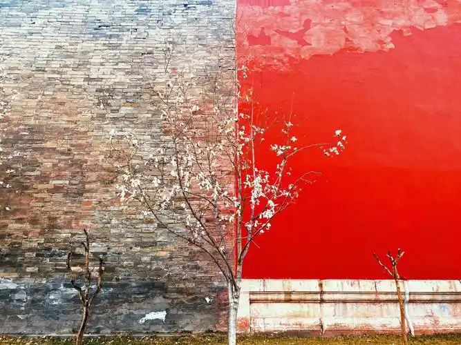 故宫东华门浪漫玉兰树打卡