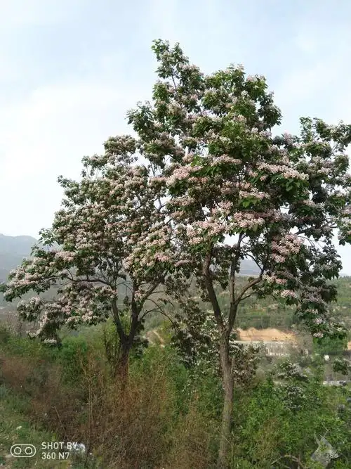 这么大树冠的楸树你可以在水峪村的大山里面看到.这真的是非常荣幸!