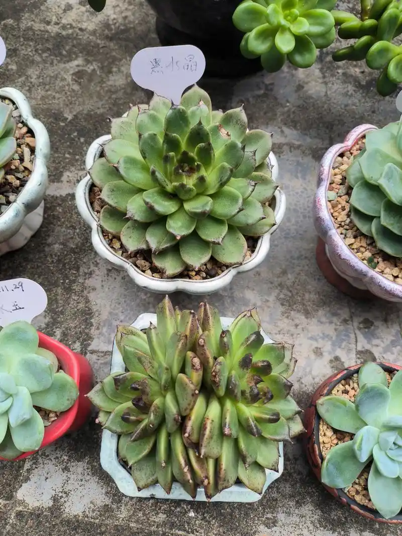 (原创作品)分享莲花座多肉植物---黑水晶,喜欢就买买买[嘻嘻]
