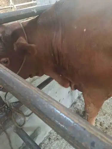 牛身上长几个巴两边都有四五个它从皮肤慢慢钻出了就成了一个巴这是