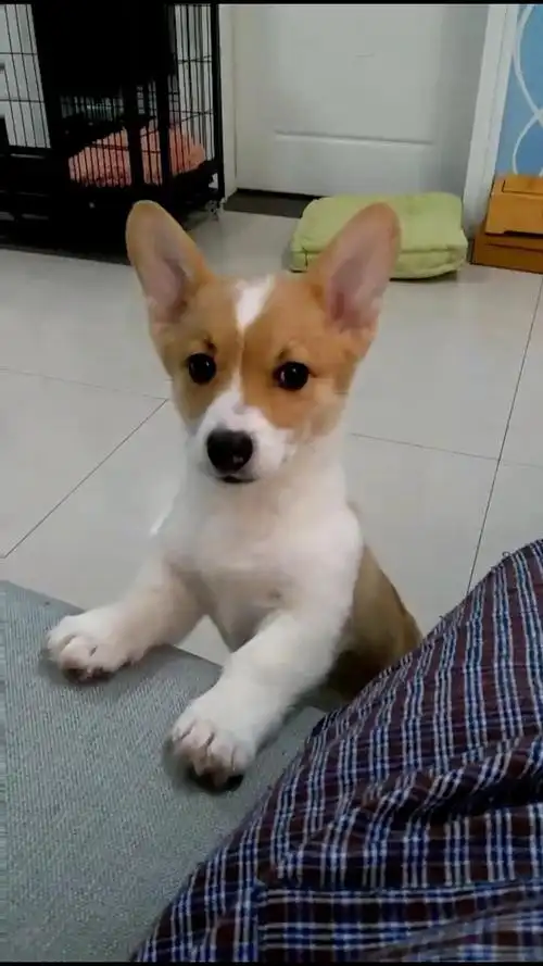 想让大家吸一吸我家丑柯基更新2