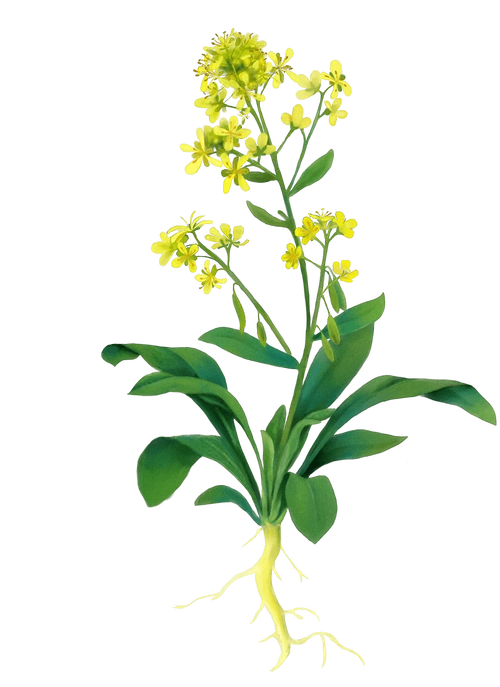 油菜菌核病防治国光技术来帮忙