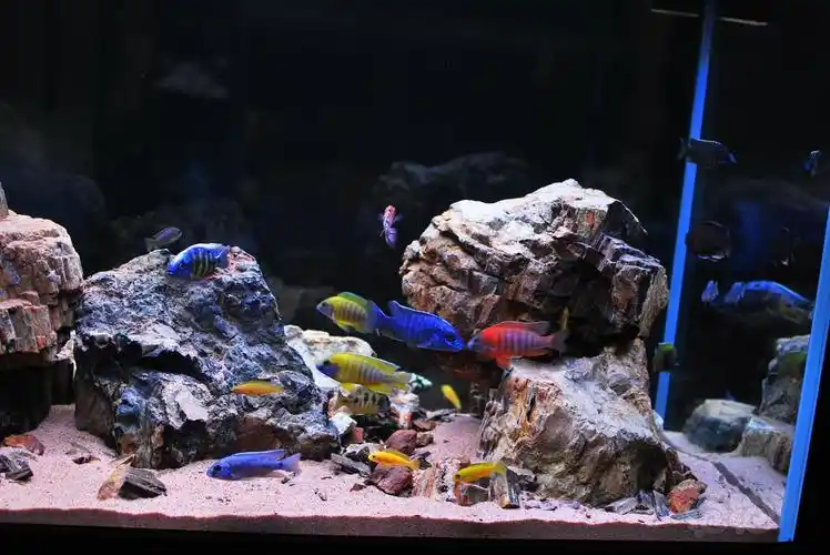 再发一个三湖慈鲷双面景缸