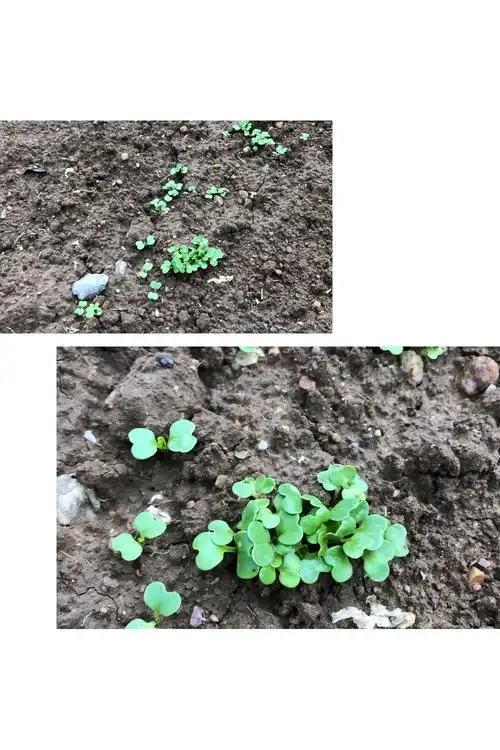 我们的小白菜也正在快速的成长.