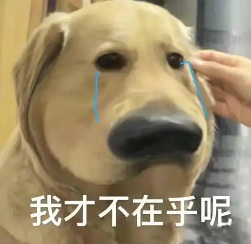 狗狗表情包