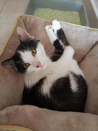 【领养】坐标苏州可接受周边一只短毛黑白中分小猫咪