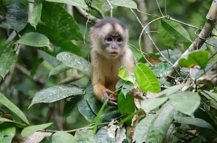 南美之旅(八)亚马逊的长尾猴