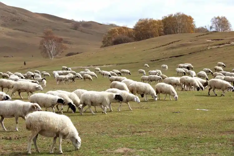 乌兰布统草原——牧羊