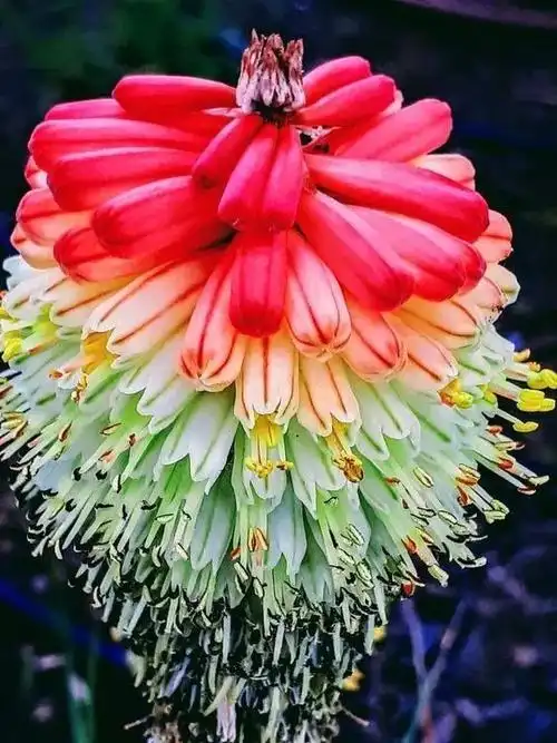 稀世奇花!见者有福了!