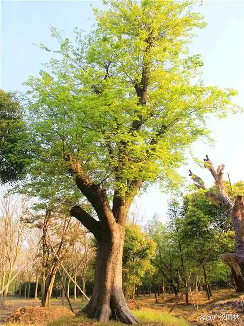 榔榆哪个季节开始除新叶