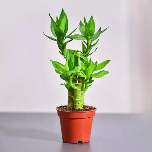 步步高富贵竹 植物盆栽