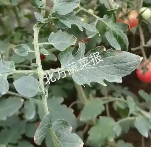 尽量将蔬菜表面的药剂清洗掉,这对内吸性较差的农药产生的药害效果