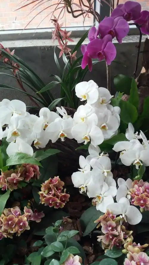 心兰相随---广东省农博会珠海兰花展