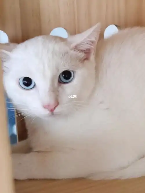 漂亮蓝眼睛白猫找领养哦