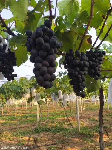 巨峰葡萄树图片
