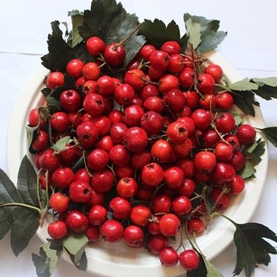 东北长白山特产野生山里红 野生山楂 野山楂1500g 3斤包邮