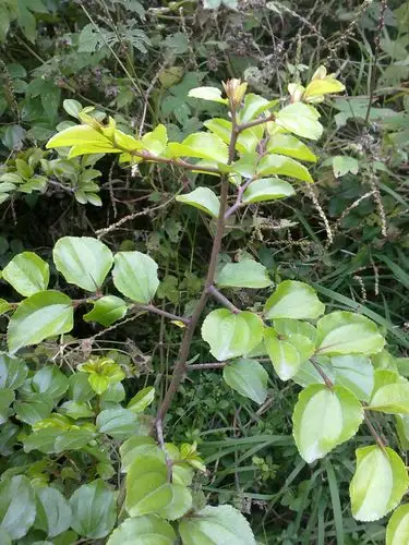 娱乐休闲 花鸟鱼虫 2人同问 满意回答  2012-11-22 22:29 马甲子