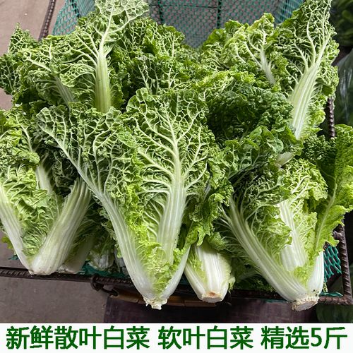 散叶白菜新鲜湖北本地青菜绿叶菜叶类菜白菜新先软叶白菜农家自种