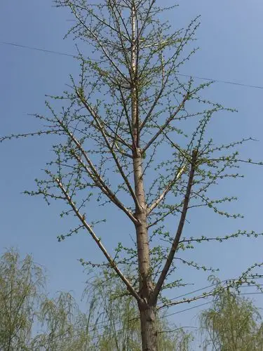 银杏树也发芽了,一个个绿色的小扇子慢慢打开