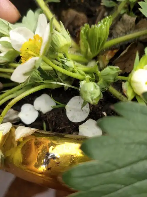 第1天观察草莓的花朵,它的花苞是由绿色花萼保护着.