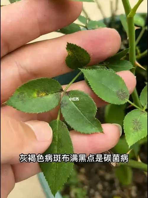 教你认识月季常见病害