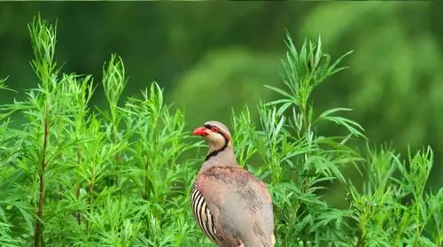 茂名鹧鸪肉养殖前景和利润