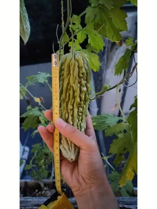 巴黎阳台疯长的苦瓜藤