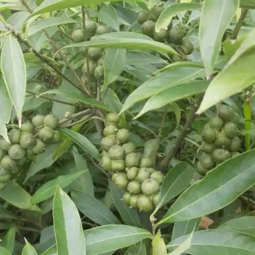 别具一格的雅安甜茶