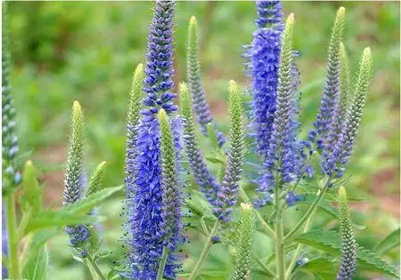 薰衣草的叶子长什么样啊?求图片.