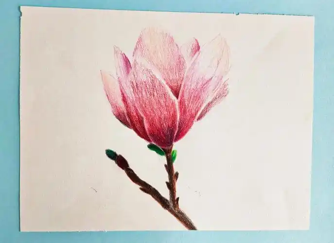 彩铅写生玉兰
