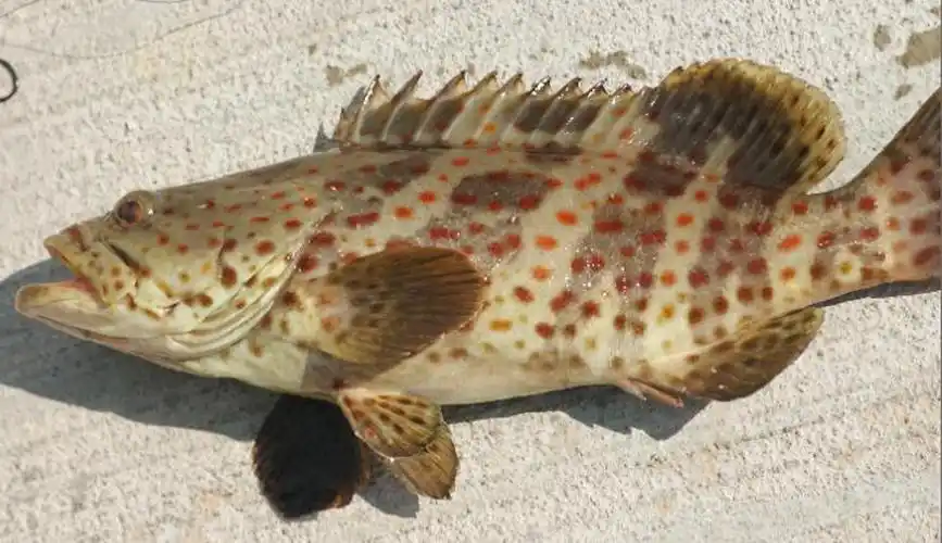 p>石斑鱼是石斑鱼亚科(epinephelinae)鱼类的总称,隶属于 a target="