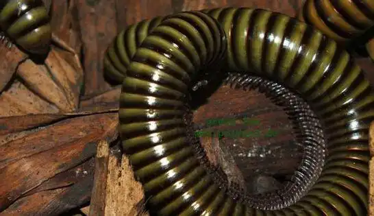 巨型马陆领略巨大昆虫的种族与神奇