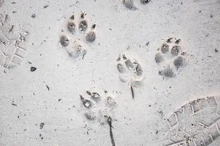 狗在沙子上的脚印,近景照片