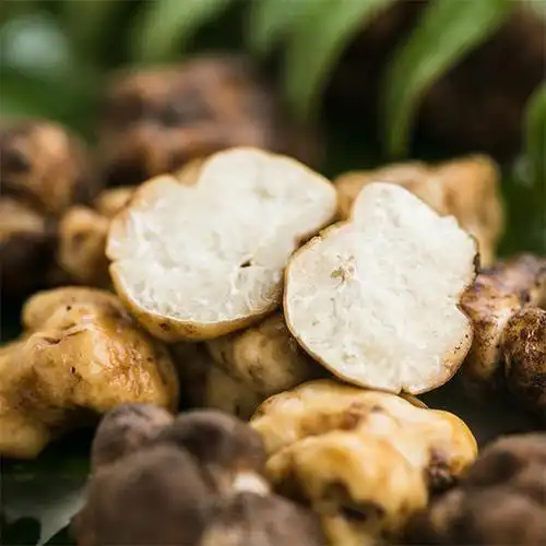 野生菌白松露250g