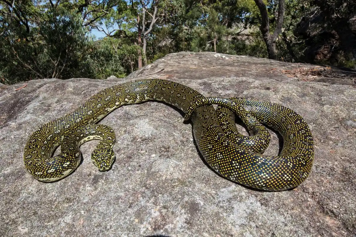 期待科技揭开其神秘面纱,探索更多未知奥秘.[原文:鸡冠蛇真的存在吗?