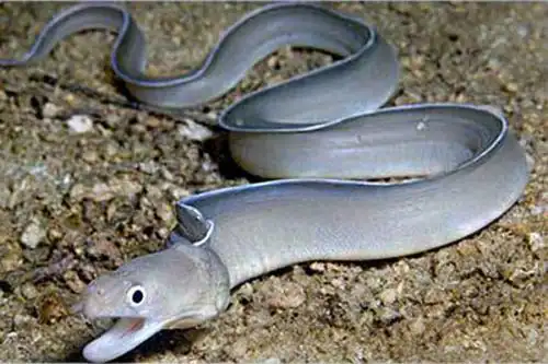 鳗鱼产地分布以及品种图片