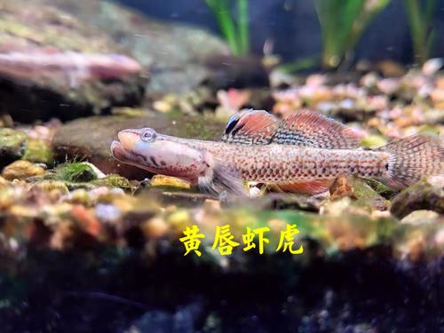 原生鱼溪吻纹白面虾虎不加加温冷水淡水好养鱼