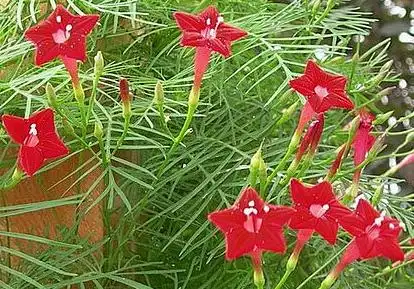 茑萝的造型及盆栽