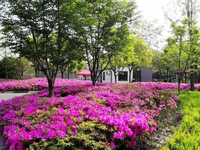 杜鹃最艳时徐汇赏花去一文教你赏鉴杜鹃