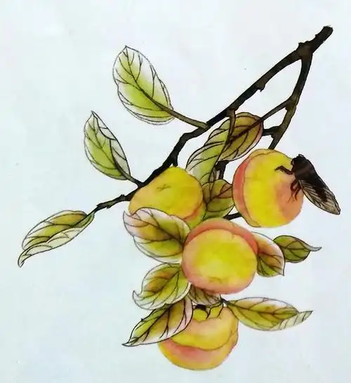 初学工笔画的朋友看过来柿子过程绘画详解喜欢私信送底稿