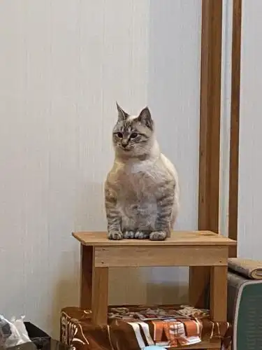 推特热转「蹲坐猫」:正襟危坐似大佬!