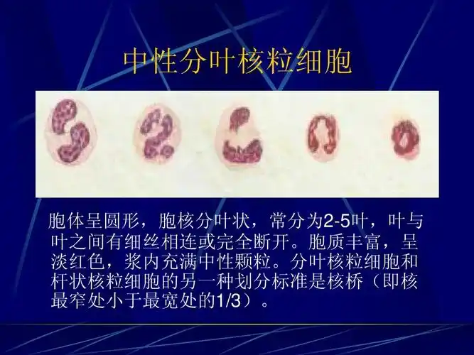 医药卫生 正常血细胞形态学ppt 检验细胞形态学学习 中性分叶核粒细胞