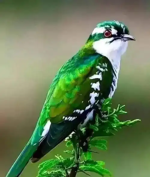 难得一见的仙鸟千姿百态,漂亮迷人