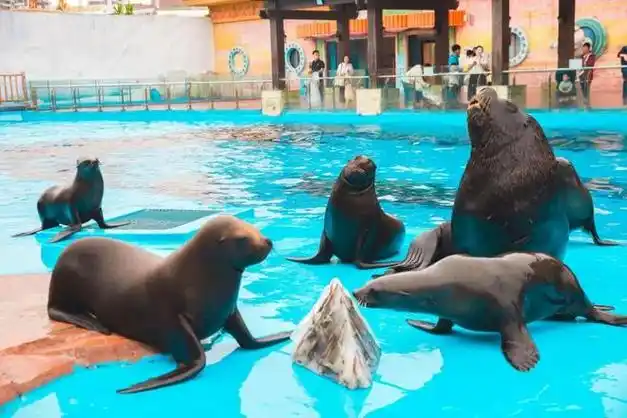 烟花盛典,海鲜冰粽……海昌海洋公园推出端午特色活动|龙舟|虎鲸|海豚