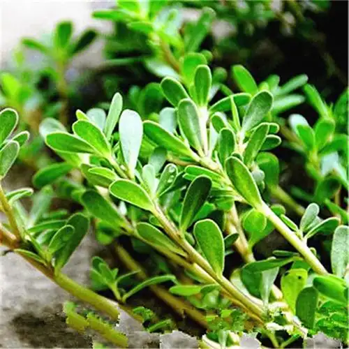 农村有种晒不干的"太阳菜",在老一辈的人口中可是"宝贝"!