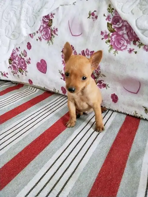 有喜欢小鹿犬的吗?